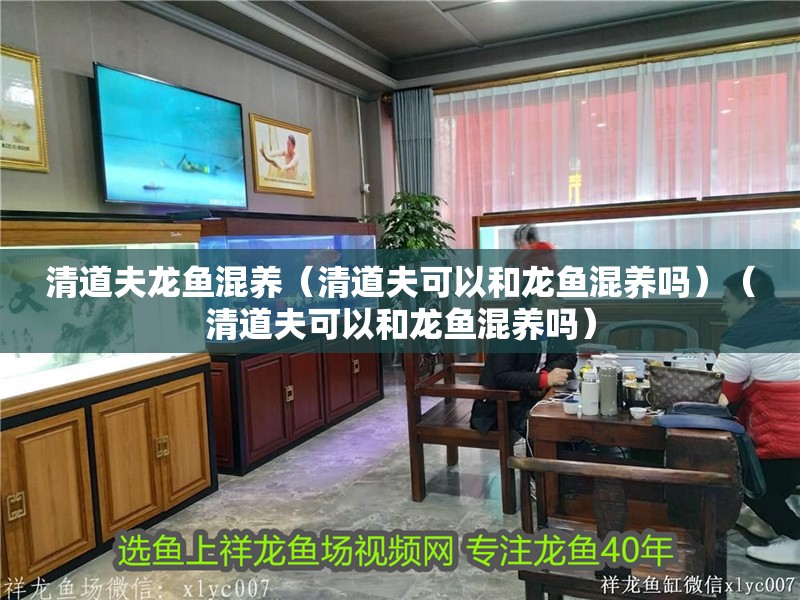 清道夫龍魚混養（清道夫可以和龍魚混養嗎）（清道夫可以和龍魚混養嗎）