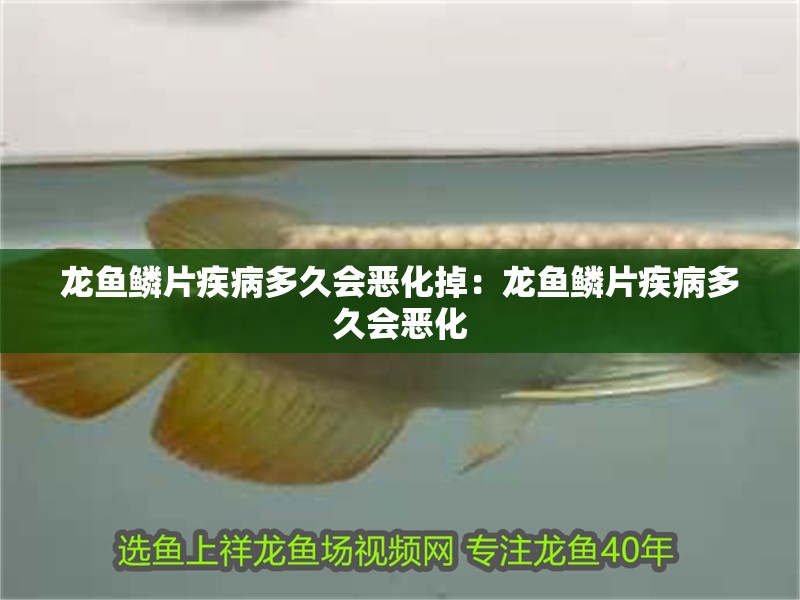 龍魚鱗片疾病多久會惡化掉：龍魚鱗片疾病多久會惡化