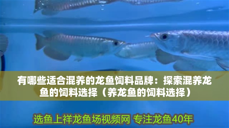 有哪些適合混養的龍魚飼料品牌：探索混養龍魚的飼料選擇（養龍魚的飼料選擇）