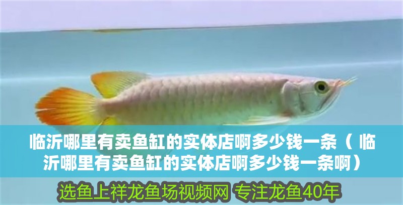 臨沂哪里有賣魚缸的實體店啊多少錢一條（ 臨沂哪里有賣魚缸的實體店啊多少錢一條啊） 臨沂哪里有賣魚缸的實體店啊多少錢一條（ 臨沂哪里有賣魚缸的實體店啊多少錢一條啊） 觀賞魚百科