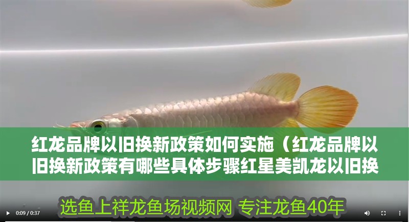 虎魚天天黑來(lái)點(diǎn)赤瞳黃金 紅龍品牌以舊換新政策如何實(shí)施(紅龍品牌以舊換新政策有哪些具體步驟紅星美凱龍以舊換新政策有哪些) 龍魚百科 紅龍品牌以舊換新政策如何實(shí)施(紅龍品牌以舊換新政策有哪些具體步驟紅星美凱龍以舊換新政策有哪些) 紅龍品牌以舊換新政策如何實(shí)施(紅龍品牌以舊換新政策有哪些具體步驟紅星美凱龍以舊換新政策有哪些) 龍魚百科
