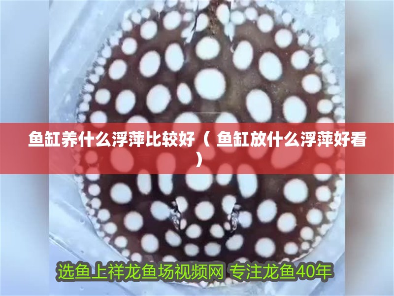 魚缸養(yǎng)什么浮萍比較好（ 魚缸放什么浮萍好看）