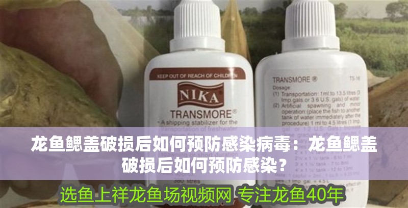 龍魚鰓蓋破損后如何預防感染病毒：龍魚鰓蓋破損后如何預防感染？