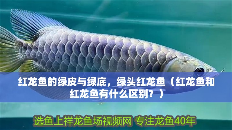 紅龍魚的綠皮與綠底，綠頭紅龍魚（紅龍魚和紅龍魚有什么區別？）