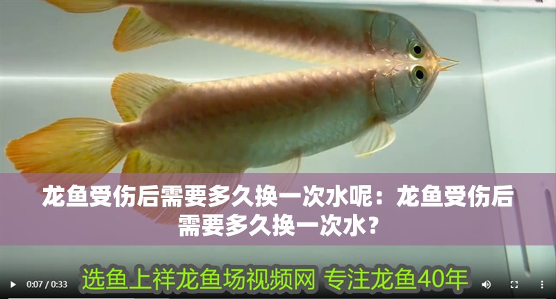 龍魚受傷后需要多久換一次水呢：龍魚受傷后需要多久換一次水？