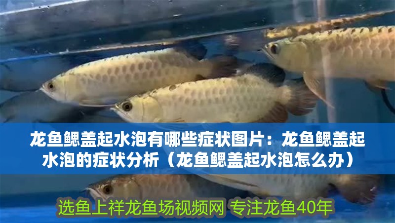 龍魚鰓蓋起水泡有哪些癥狀圖片：龍魚鰓蓋起水泡的癥狀分析（龍魚鰓蓋起水泡怎么辦）