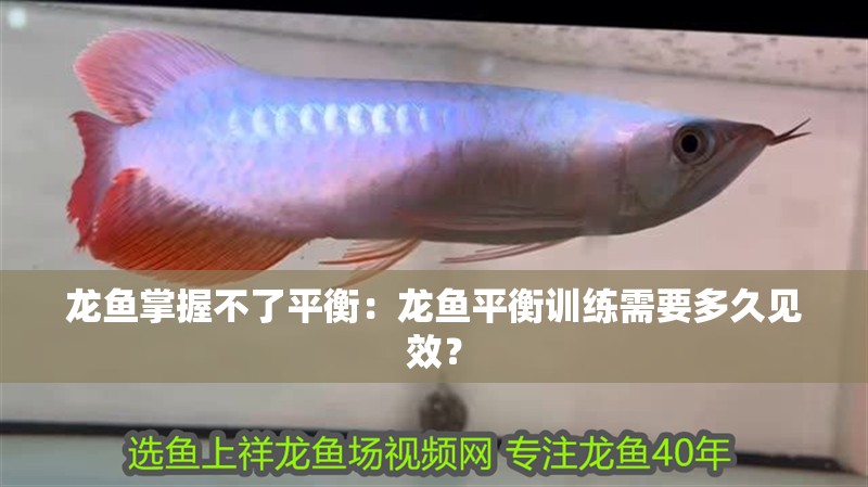 龍魚掌握不了平衡：龍魚平衡訓練需要多久見效？