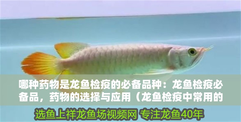 哪種藥物是龍魚檢疫的必備品種：龍魚檢疫必備品，藥物的選擇與應用（龍魚檢疫中常用的龍魚檢疫藥物及其選擇合適的藥物及其選擇標準）