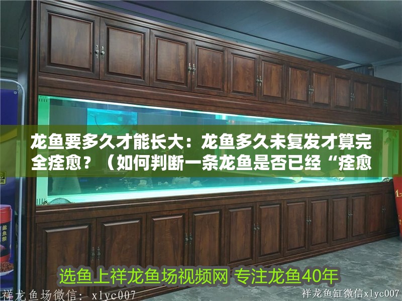 龍魚要多久才能長大：龍魚多久未復發才算完全痊愈？（如何判斷一條龍魚是否已經“痊愈”）
