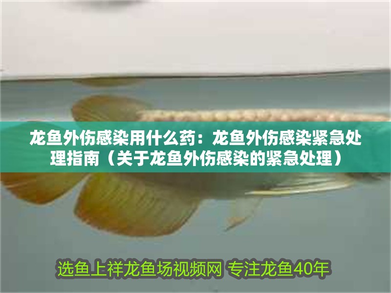 龍魚外傷感染用什么藥：龍魚外傷感染緊急處理指南（關于龍魚外傷感染的緊急處理）