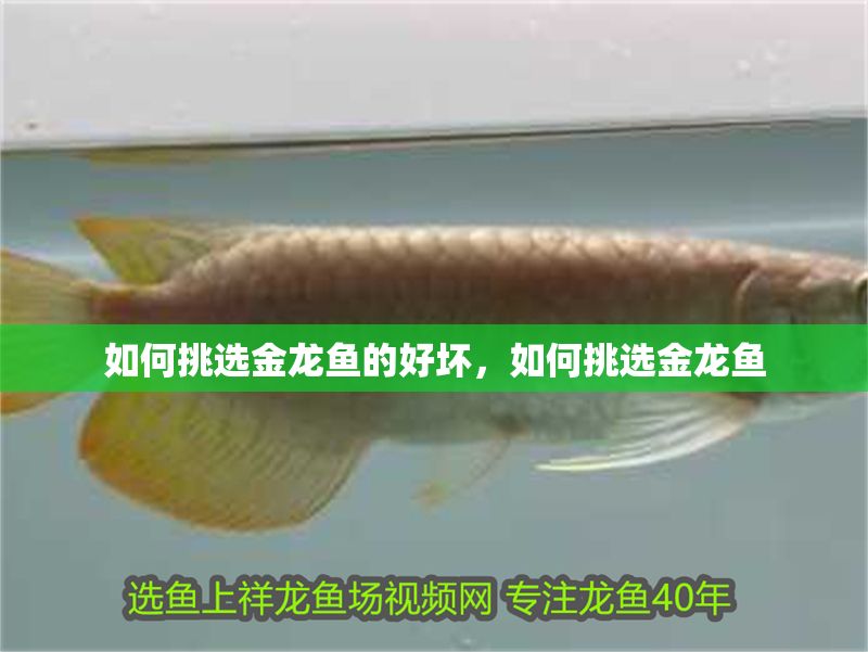 如何挑選金龍魚(yú)的好壞，如何挑選金龍魚(yú)