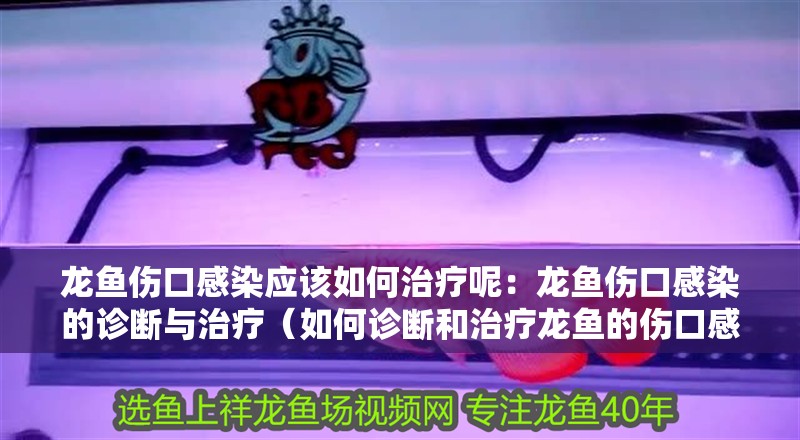 龍魚傷口感染應(yīng)該如何治療呢：龍魚傷口感染的診斷與治療（如何診斷和治療龍魚的傷口感染）