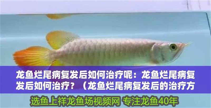 龍魚(yú)爛尾病復(fù)發(fā)后如何治療呢：龍魚(yú)爛尾病復(fù)發(fā)后如何治療？（龍魚(yú)爛尾病復(fù)發(fā)后的治療方法與預(yù)防龍魚(yú)爛尾病復(fù)發(fā)的方法）