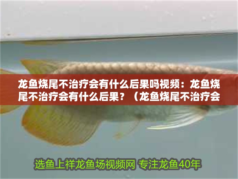 龍魚燒尾不治療會有什么后果嗎視頻：龍魚燒尾不治療會有什么后果？（龍魚燒尾不治療會怎樣）