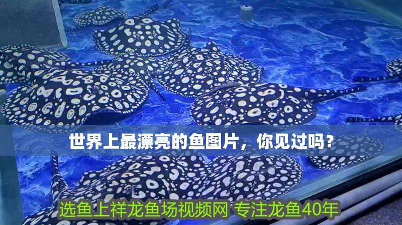 世界上最漂亮的魚圖片，你見過嗎？