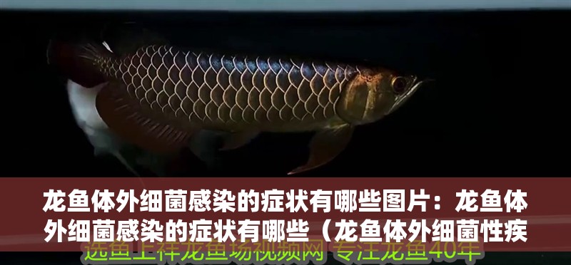 龍魚體外細(xì)菌感染的癥狀有哪些圖片：龍魚體外細(xì)菌感染的癥狀有哪些（龍魚體外細(xì)菌性疾病的癥狀）