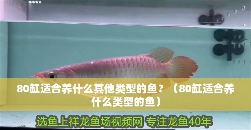 80缸適合養(yǎng)什么其他類型的魚？（80缸適合養(yǎng)什么類型的魚）