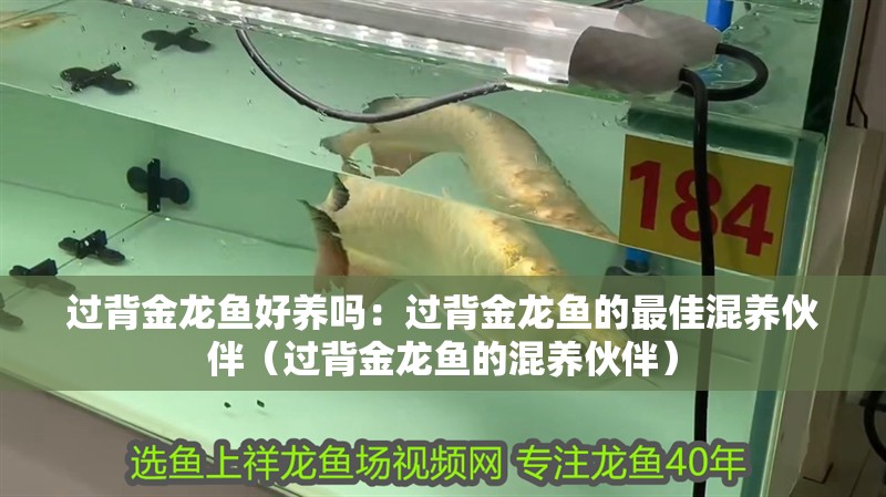 過背金龍魚好養嗎：過背金龍魚的最佳混養伙伴（過背金龍魚的混養伙伴）