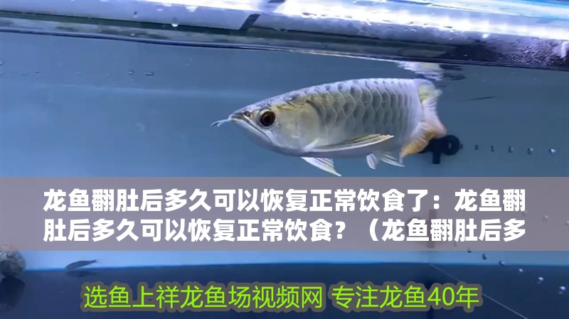 龍魚翻肚后多久可以恢復正常飲食了：龍魚翻肚后多久可以恢復正常飲食？（龍魚翻肚后多久可以恢復正常飲食？）