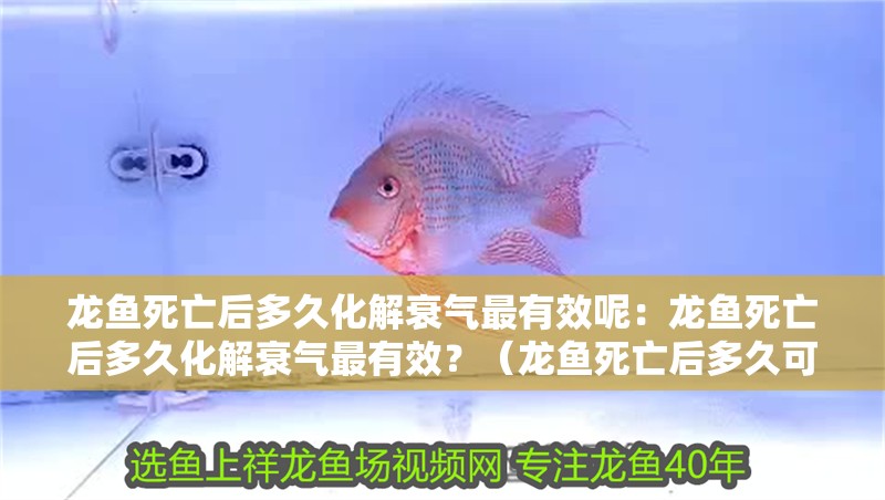 龍魚死亡后多久化解衰氣最有效呢：龍魚死亡后多久化解衰氣最有效？（龍魚死亡后多久可以化解“衰氣”成為一個值得探討的話題）