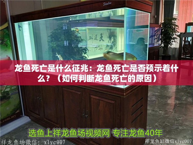 龍魚死亡是什么征兆：龍魚死亡是否預示著什么？（如何判斷龍魚死亡的原因）