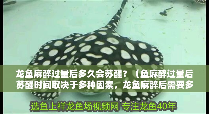 龍魚麻醉過量后多久會蘇醒？（魚麻醉過量后蘇醒時間取決于多種因素，龍魚麻醉后需要多久恢復）