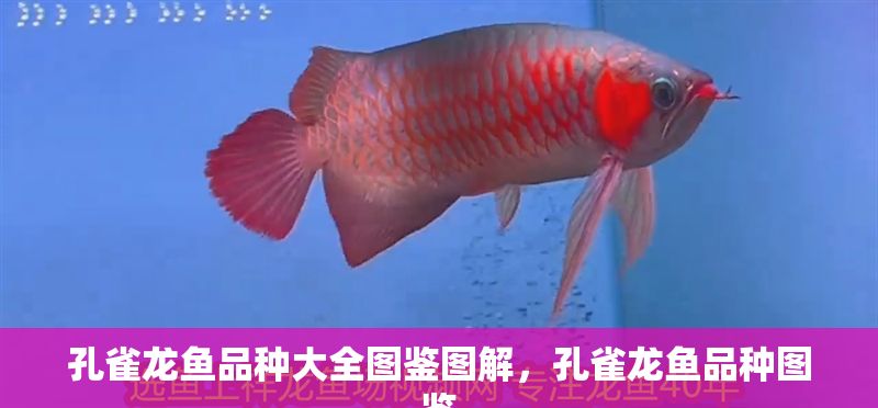孔雀龍魚品種大全圖鑒圖解，孔雀龍魚品種圖鑒