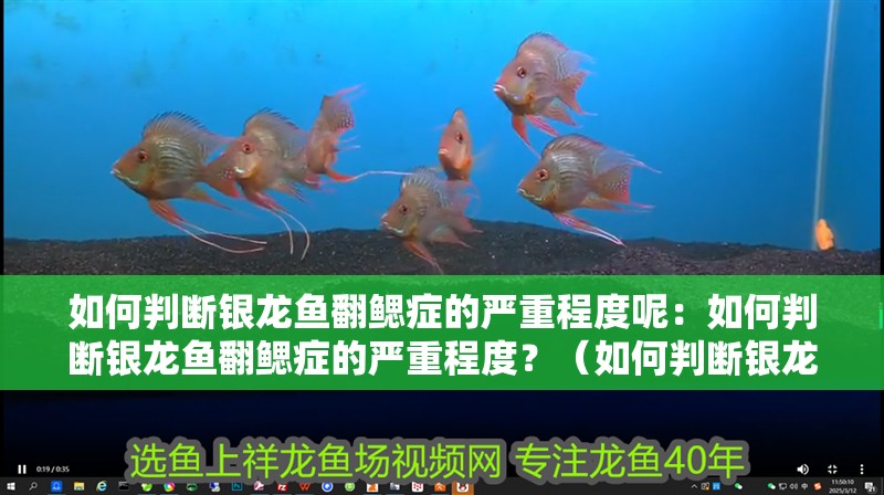 如何判斷銀龍魚翻鰓癥的嚴重程度呢：如何判斷銀龍魚翻鰓癥的嚴重程度？（如何判斷銀龍魚翻鰓癥的嚴重程度） 如何判斷銀龍魚翻鰓癥的嚴重程度呢：如何判斷銀龍魚翻鰓癥的嚴重程度？（如何判斷銀龍魚翻鰓癥的嚴重程度） 水族問答
