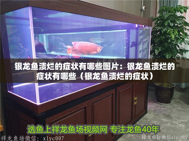 銀龍魚潰爛的癥狀有哪些圖片：銀龍魚潰爛的癥狀有哪些（銀龍魚潰爛的癥狀）