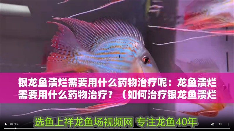 銀龍魚潰爛需要用什么藥物治療呢：龍魚潰爛需要用什么藥物治療？（如何治療銀龍魚潰爛）