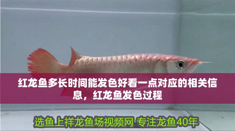 紅龍魚多長時間能發色好看一點對應的相關信息，紅龍魚發色過程