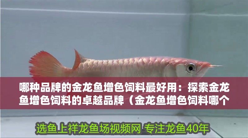 哪種品牌的金龍魚增色飼料最好用：探索金龍魚增色飼料的卓越品牌（金龍魚增色飼料哪個牌子好）