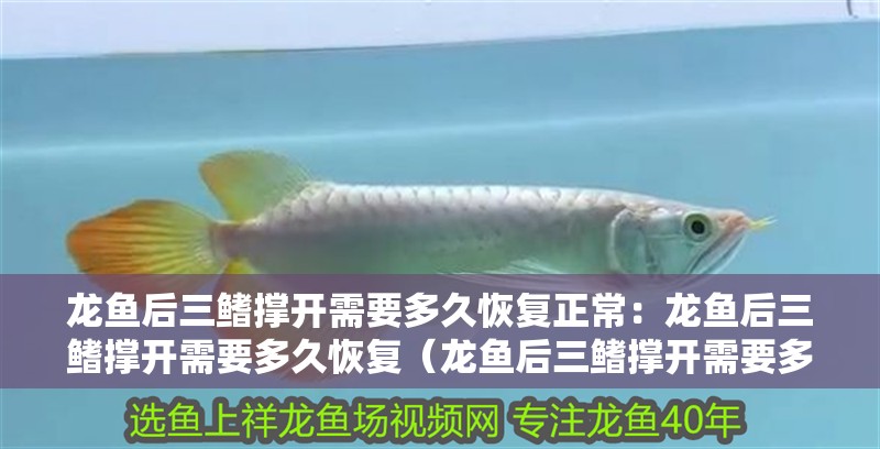 龍魚后三鰭撐開需要多久恢復正常：龍魚后三鰭撐開需要多久恢復（龍魚后三鰭撐開需要多久才能恢復）