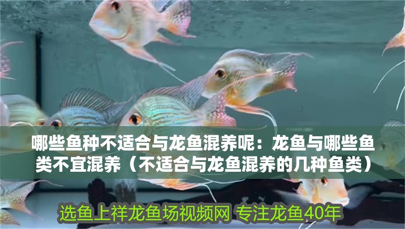 哪些魚種不適合與龍魚混養呢：龍魚與哪些魚類不宜混養（不適合與龍魚混養的幾種魚類）