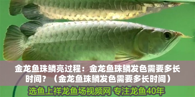 金龍魚珠鱗亮過程：金龍魚珠鱗發色需要多長時間？（金龍魚珠鱗發色需要多長時間）