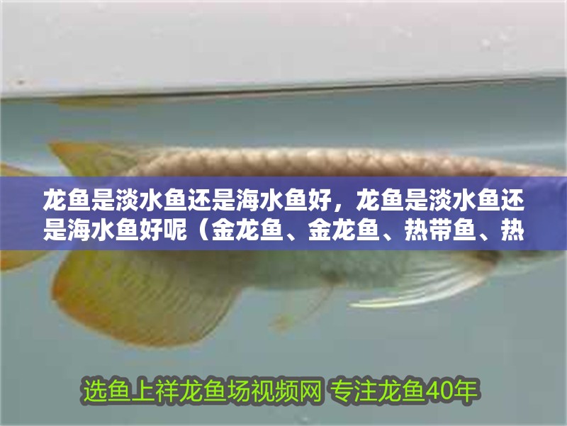 詳細(xì)閱讀:龍魚(yú)是淡水魚(yú)還是海水魚(yú)好,龍魚(yú)是淡水魚(yú)還是海水魚(yú)好呢(金龍魚(yú)、金龍魚(yú)、熱帶魚(yú)、熱帶魚(yú),是一種很古老的魚(yú)) 龍魚(yú)是淡水魚(yú)還是海水魚(yú)好,龍魚(yú)是淡水魚(yú)還是海水魚(yú)好呢(金龍魚(yú)、金龍魚(yú)、熱帶魚(yú)、熱帶魚(yú),是一種很古老的魚(yú))
