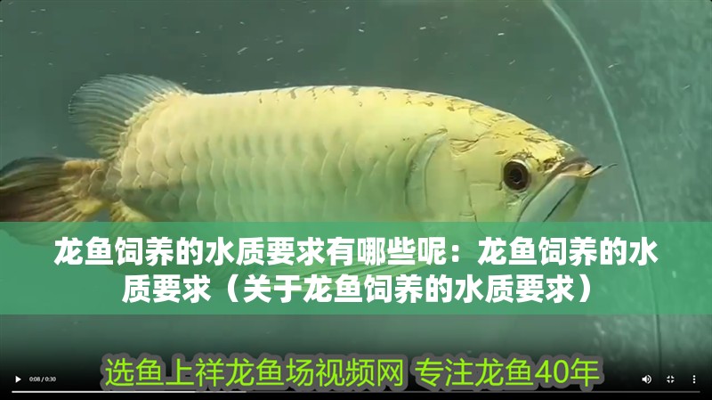 龍魚飼養(yǎng)的水質(zhì)要求有哪些呢：龍魚飼養(yǎng)的水質(zhì)要求（關(guān)于龍魚飼養(yǎng)的水質(zhì)要求）