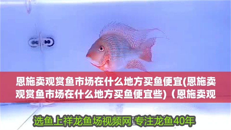 恩施賣觀賞魚市場(chǎng)在什么地方買魚便宜(恩施賣觀賞魚市場(chǎng)在什么地方買魚便宜些)（恩施賣觀賞魚市場(chǎng)）