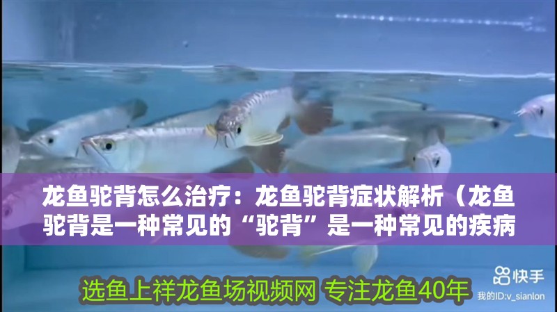 龍魚駝背怎么治療：龍魚駝背癥狀解析（龍魚駝背是一種常見的“駝背”是一種常見的疾病）