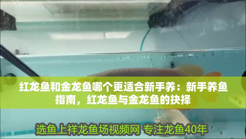 紅龍魚和金龍魚哪個更適合新手養：新手養魚指南，紅龍魚與金龍魚的抉擇
