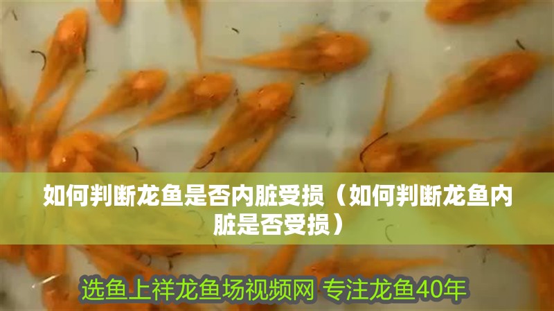 如何判斷龍魚是否內臟受損（如何判斷龍魚內臟是否受損）