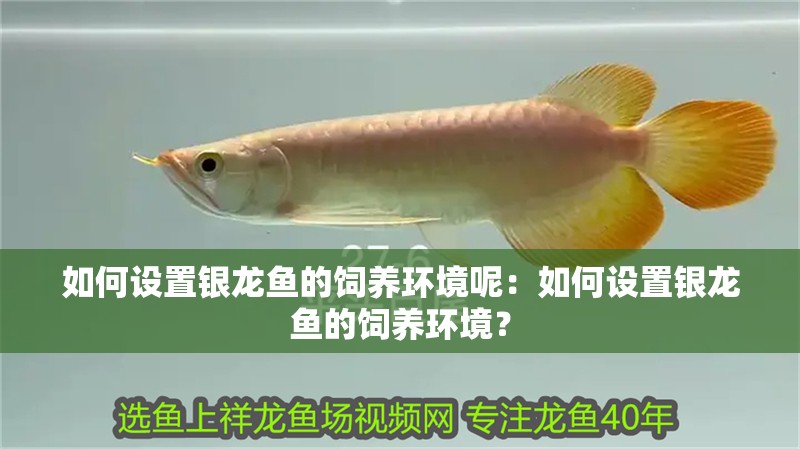 如何設(shè)置銀龍魚的飼養(yǎng)環(huán)境呢：如何設(shè)置銀龍魚的飼養(yǎng)環(huán)境？