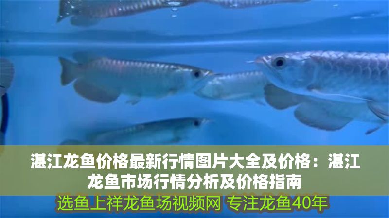 湛江龍魚價(jià)格最新行情圖片大全及價(jià)格：湛江龍魚市場(chǎng)行情分析及價(jià)格指南
