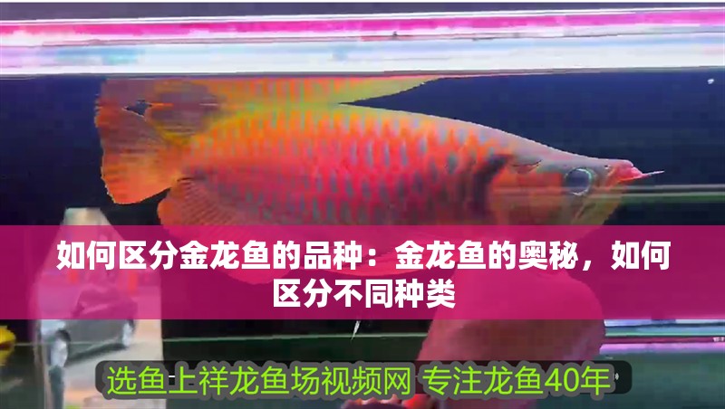 如何區(qū)分金龍魚的品種：金龍魚的奧秘，如何區(qū)分不同種類
