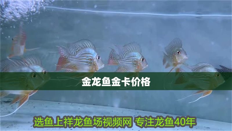 金龍魚金卡價格
