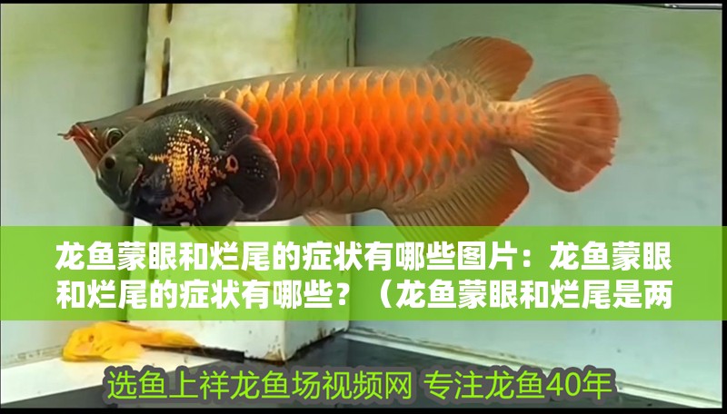 龍魚蒙眼和爛尾的癥狀有哪些圖片：龍魚蒙眼和爛尾的癥狀有哪些？（龍魚蒙眼和爛尾是兩種常見的疾病癥狀，龍魚蒙眼和爛尾）