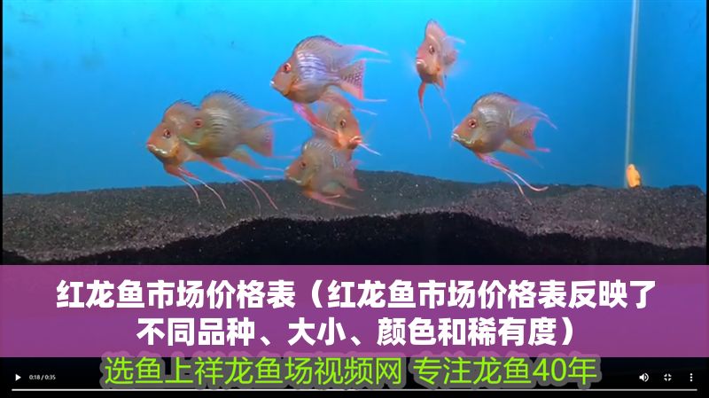 紅龍魚市場價格表（紅龍魚市場價格表反映了不同品種、大小、顏色和稀有度）