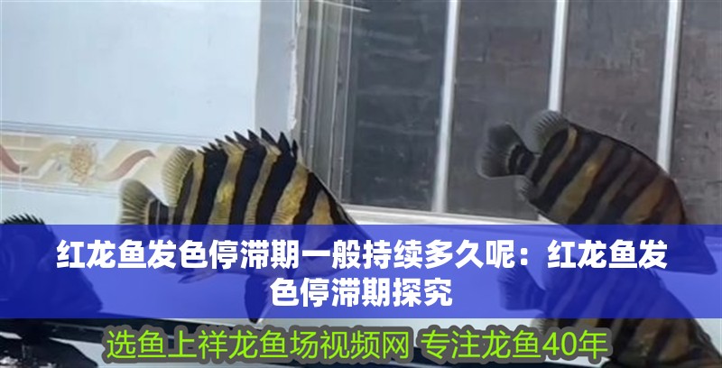 紅龍魚發(fā)色停滯期一般持續(xù)多久呢：紅龍魚發(fā)色停滯期探究 紅龍魚發(fā)色停滯期一般持續(xù)多久呢：紅龍魚發(fā)色停滯期探究 水族問答
