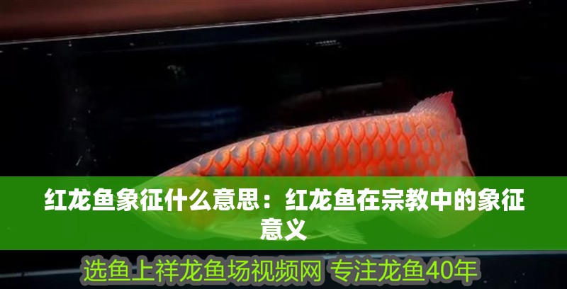 紅龍魚象征什么意思：紅龍魚在宗教中的象征意義 紅龍魚象征什么意思：紅龍魚在宗教中的象征意義 水族問答