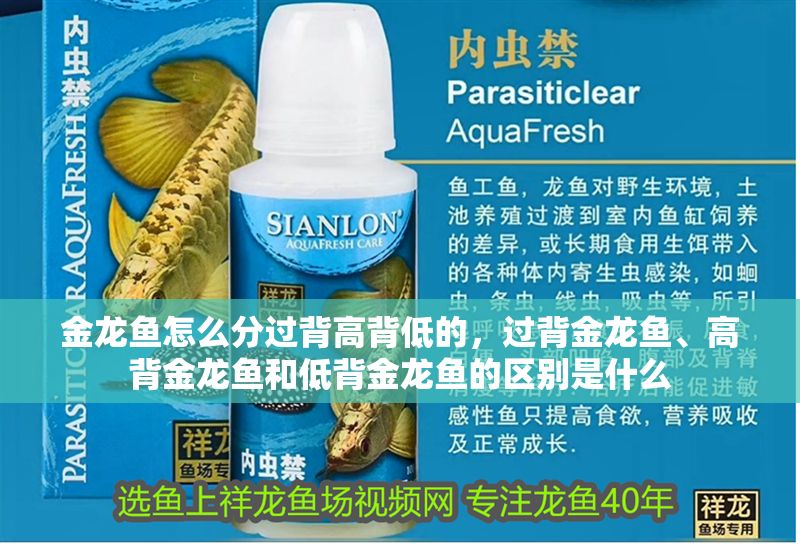 金龍魚怎么分過背高背低的，過背金龍魚、高背金龍魚和低背金龍魚的區(qū)別是什么